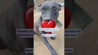 🐾 #adoptlove #nodogleftbehind #animallover #puppylove #homelessdogs #petsinneed