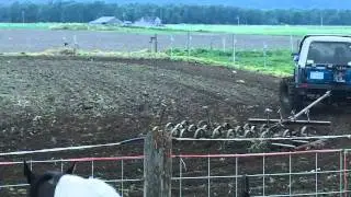 suzuki  spring tooth.MOV