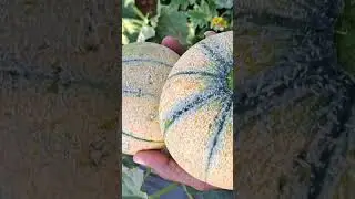 F1-MUSKMELON RHS-KISHAN-39