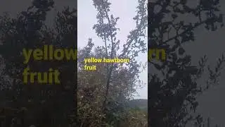 yellow hawthorn fruit الزعرور الاصفر