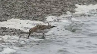 Bonte strandloper, Dunlin, Alpenstrandl&auml;ufer, B&eacute;casseau variable