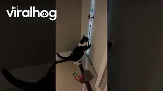Clever Cat Opens Door To Room || ViralHog