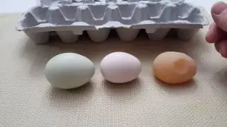 Chicken's First Egg has Soft Rubbery Shell