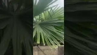 Big Corypha Umbraculifera grown in brick pots Talipot palm