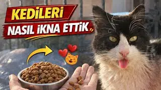Kedileri nasıl ikna ettim? (2) #kedi #kedivideoları 