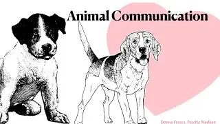Animal Communication - Telepathy Engaged
