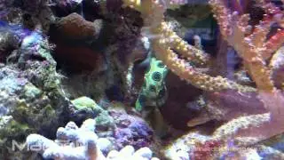 Synchiropus picturatus - Spotted Mandarin