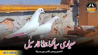 Best Quality Siakha Pair For Sale 18/1/2026 | Shaheen Pigeon Club Burewala 