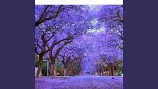 Ip&ecirc; Roxo