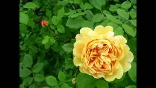 Моя энциклопедия английских роз. Роза Golden Celebration.