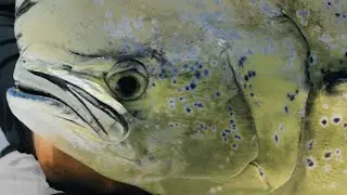 Fishing Florida Charters S1:E4 