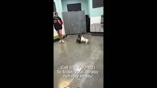 Dog Daycare at Dee-O-Gee Franklin