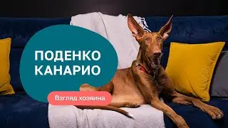 Поденко Канарио &ndash; все о породе, плюсы и минусы &mdash; шоу &laquo;Ожидание/реальность&raquo;