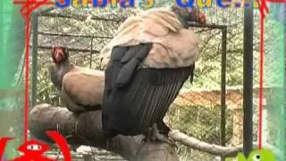 sab&iacute;as que REY GALLINAZO