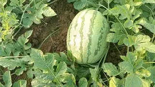 Dharbusani thotam#watermelon #tamil#vivasayam 