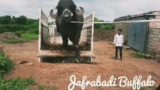 Big Jafrabadi Buffalo In My Farm Unloding big Jafrabadi Buffalo