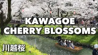 Spring Walk | Kawagoe Shingashi River Cherry Blossoms
