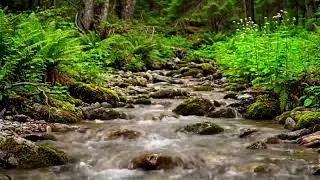 Remote Forest River Lullaby