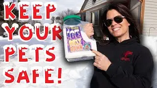 3 Ways to Protect Your Pets in the COLD ❄️
