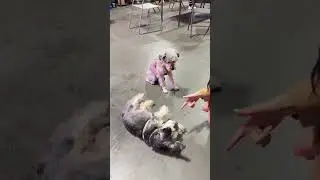 In one week dogs learn to shake hands, sit down and play dead