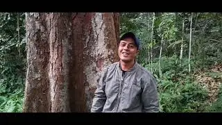 pohon durian tertua di banyumas