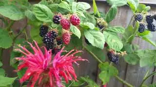 MarionBerry UK
