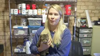 Local organizations helping no kill animal shelter with expansion