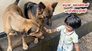 ഗുഡ് മോണിങ്  പറ്റിക്കുറ്റിസ് 🤩 Good morning with Aathu and puppies