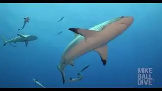 4 Night Fly Dive Coral Sea | 16-20 October 2025