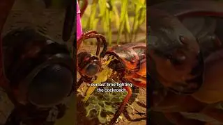Grounded 2 | The Cockroach