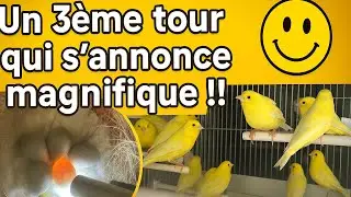 Suivi d’élevage, Nº7 🤩 un troisième tour qui s’annonce magnifique !!