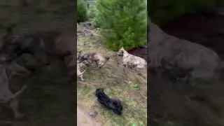 Mojave has a foot fetish