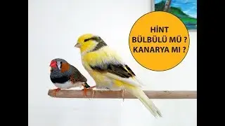 Hint Bülbülü mü Kanarya mı