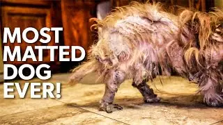 MOST MATTED DOG EVER! - I Bought Him Off A Drug Dealer...