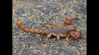 The Moon In Scorpio...The Scorpion
