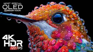 Coolest OLED TEST DEMO in 4K ULTRA HD HDR l Dolby Vision (8K/4K Video TV)