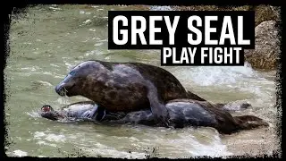 Grey Seals Play Fighting - Cornwall UK