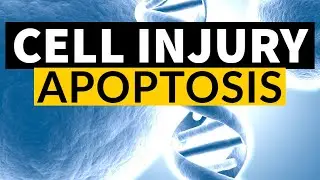 CELL INJURY - APOPTOSIS | Dr.Sonu Yadav | Pathology Kingdom | General Pathology