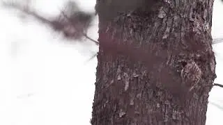 BROWN CREEPER