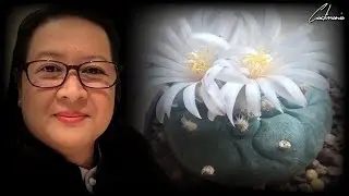 Кактусы и суккуленты в центре внимания | Lophophora Williamsii/Diffusa | Рассказывает Эдит | Перезагрузка