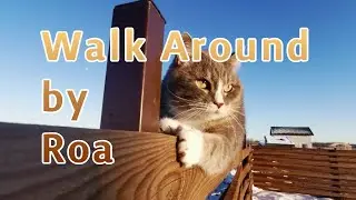 Cat Montage &mdash; Happy Tropical House Music 