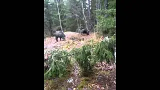 &Auml;jja i Almunge vildsvinsh&auml;gn