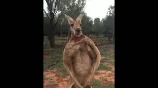 Kangaroo flexing his muscles 🙊