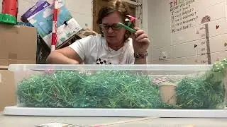 Spring sensory bin