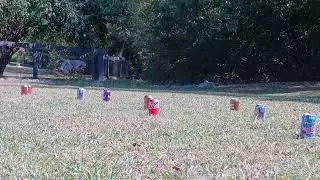 Shooting Cans on the ground 100ft, Gamo Demo Video. Swarm Whisper x10 1st Gen x10. 