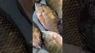 River Fish