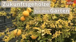 Klimakrise: Diese Geh&ouml;lze trotzen der Trockenheit | MDR Garten