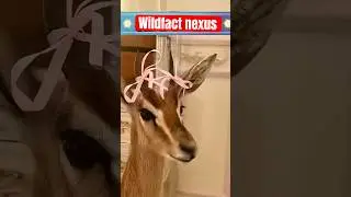 Heartwarming Animal Rescues: Inspiring Stories of Love and Compassion! #Shorts #deer #rescue #cute