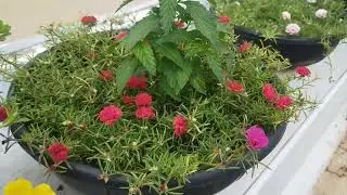 30 colours RS 300🌹 for order whatsapp No 9025399073🌹#tablerose #onlinesale #cindrella #portulaca 