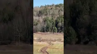 Bald Eagle over the Manorkill.